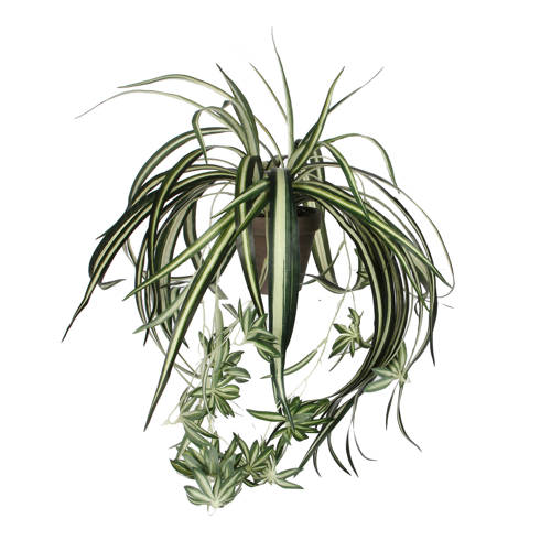Mica Kunstplant Chlorophytum O45 Cm mica kopen in de aanbieding Mica Kunstplant Chlorophytum O45 Cm mica kopen in de aanbieding