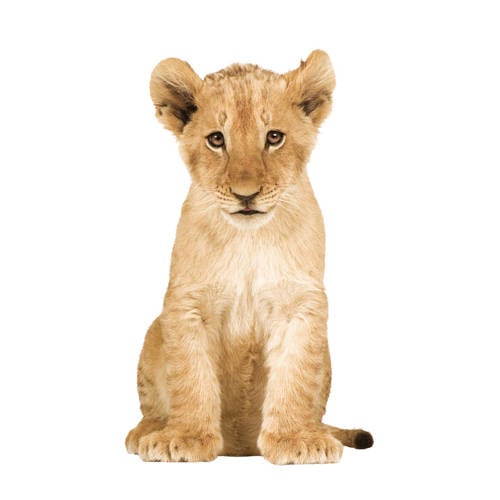 Kek Amsterdam Muursticker Safari Friends Leeuw 28X48 Cm kek amsterdam kopen in de aanbieding