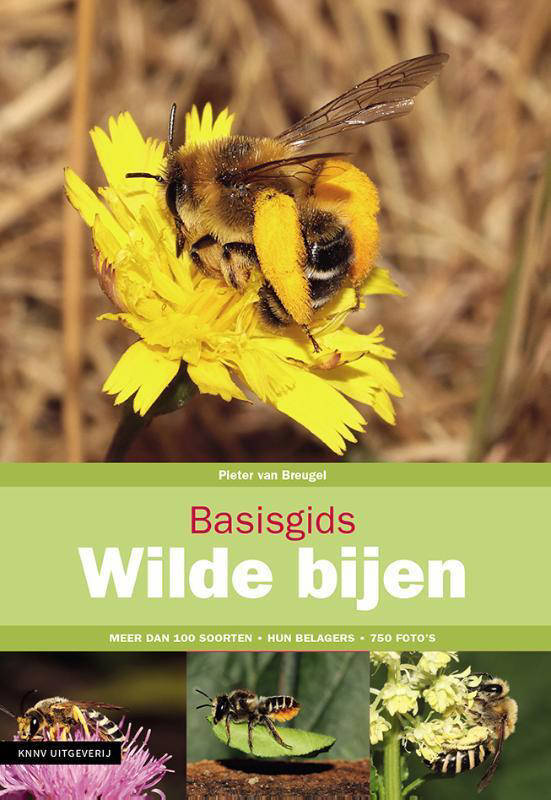 Basisgids Wilde bijen Pieter van Breugel online kopen
