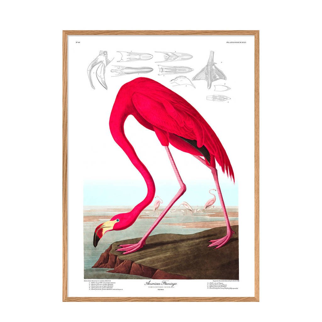 The Dybdahl Co poster American Flamingo (40x30 cm)