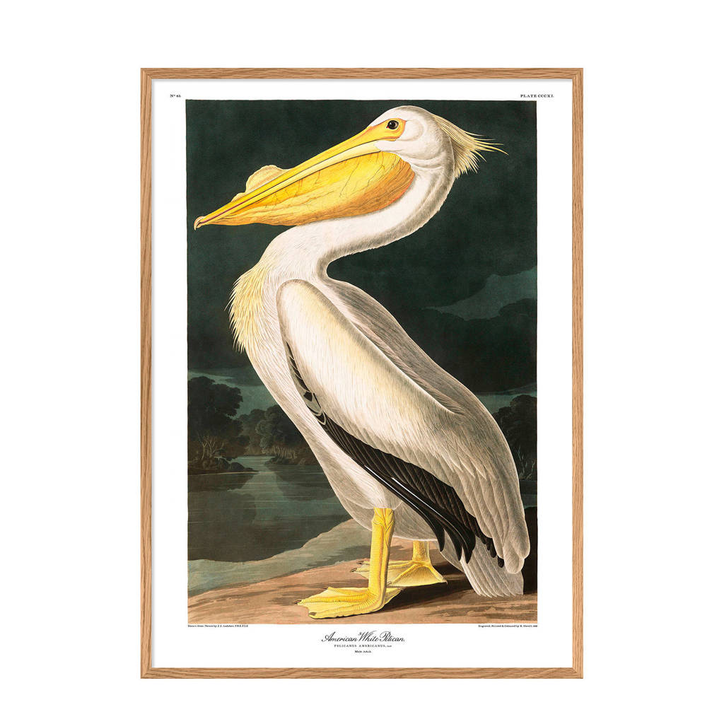 The Dybdahl Co wanddecoratie American White Pelikaan (70x100 cm)