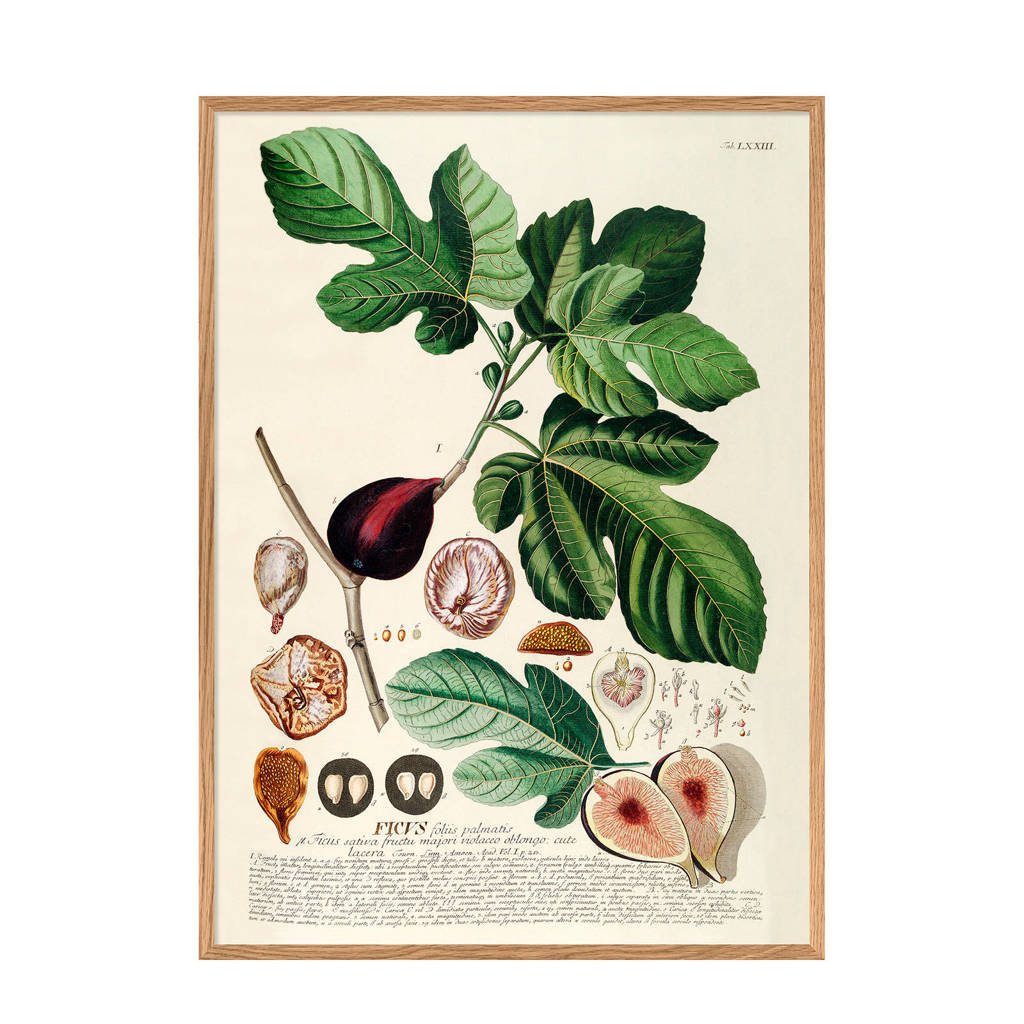 The Dybdahl Co wanddecoratie Ficvs (30x40 cm)