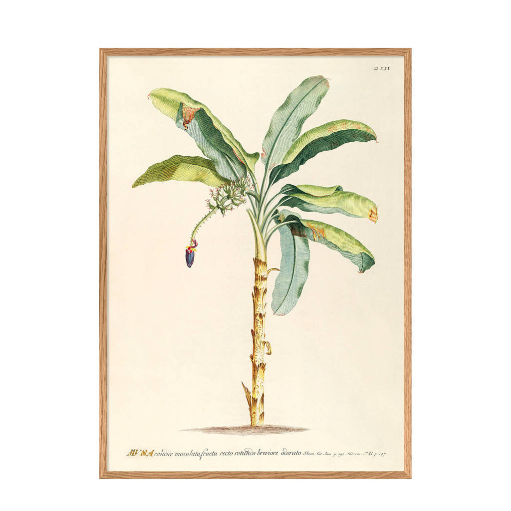 The Dybdahl Co poster Musa (70x50 cm)