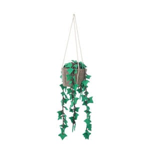 hangplant Hedera