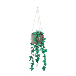 hangplant Hedera
