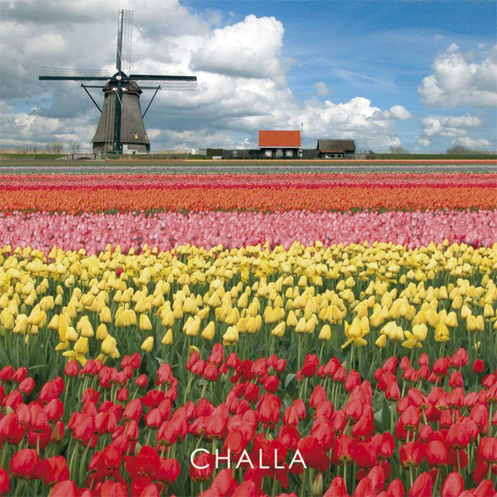 I love books: I love tulips - B-J Challa