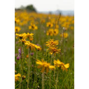 thumbnail: Weleda Arnica Sport massageolie - 200 ml