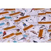 thumbnail: 999 Games wingspan uitbreiding: azië uitbreidingsspel