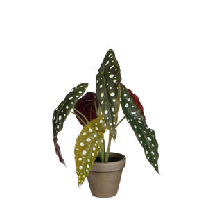 kunstplant Begonia Maculata
