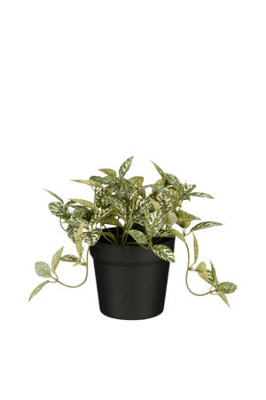 kunstplant Fittonia
