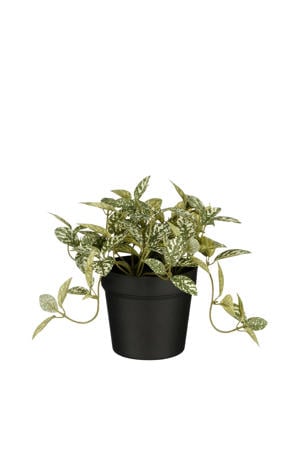kunstplant Fittonia