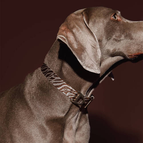 Dogguo Hondenhalsband (36-52 cm) M - ZEBRA COLLAR BROWN / BEIGE afbeelding