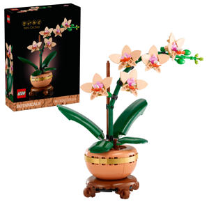 Miniorchidee plantencadeau 10343