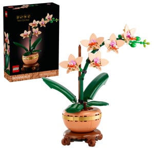 Miniorchidee plantencadeau 10343