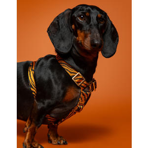 hondenharnas ZEBRA-HARNESS-RUST/BLACK-M