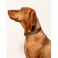 Dogguo hondenhalsband ZEBRA-COLLAR-BEIGE/BLACK-L