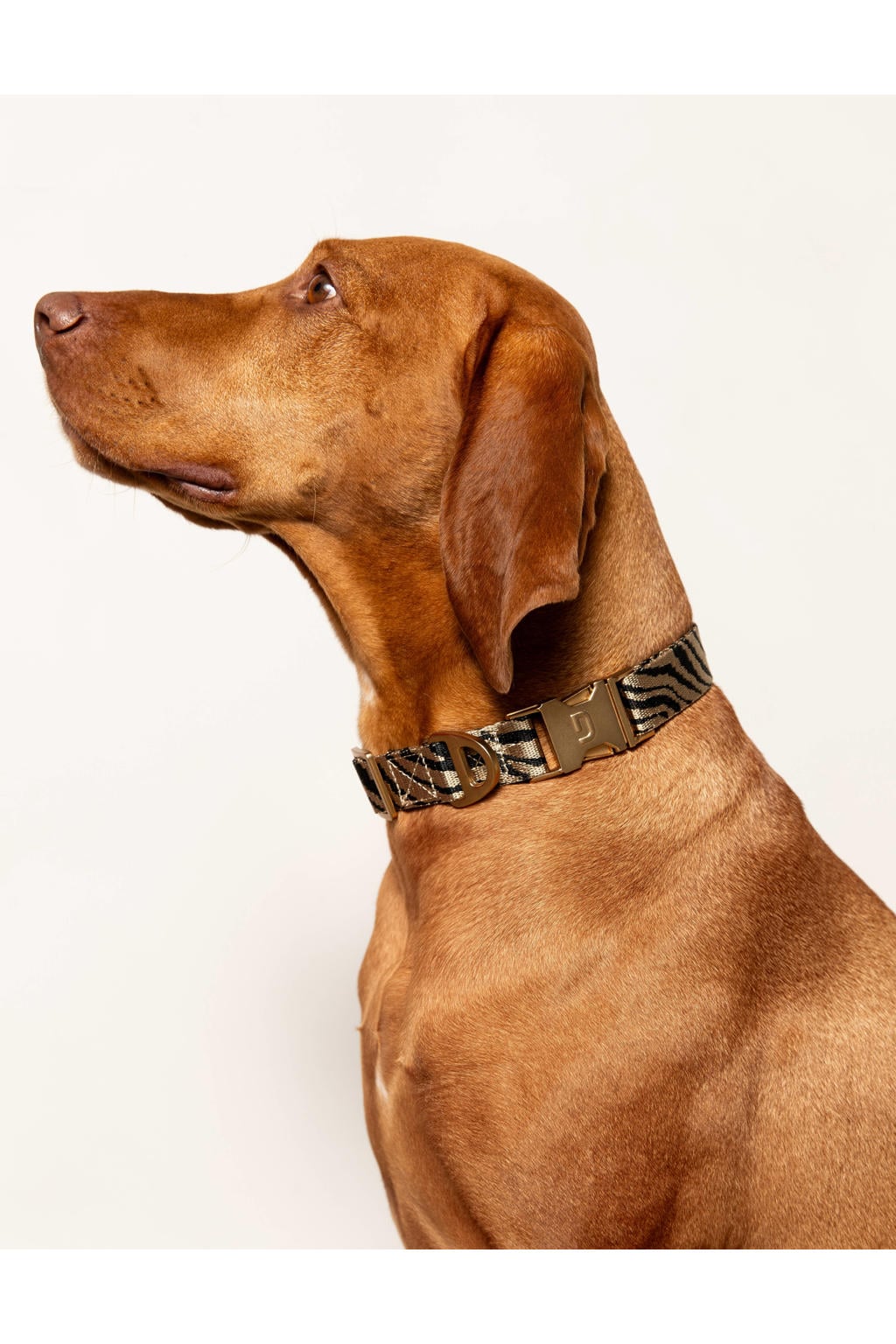 Dogguo hondenhalsband ZEBRA-COLLAR-BEIGE/BLACK-L