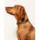 Dogguo hondenhalsband ZEBRA-COLLAR-BEIGE/BLACK-M