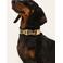 Dogguo hondenhalsband ZEBRA-COLLAR-BEIGE/BLACK-XS