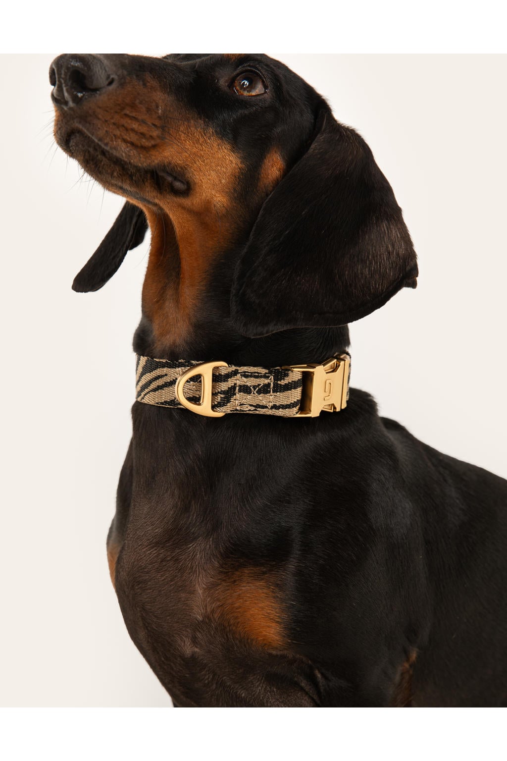 Dogguo hondenhalsband ZEBRA-COLLAR-BEIGE/BLACK-XS