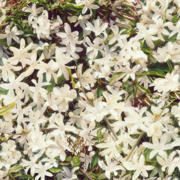 thumbnail: Gucci Flora Gorgeous Gardenia eau de parfum - 30 ml