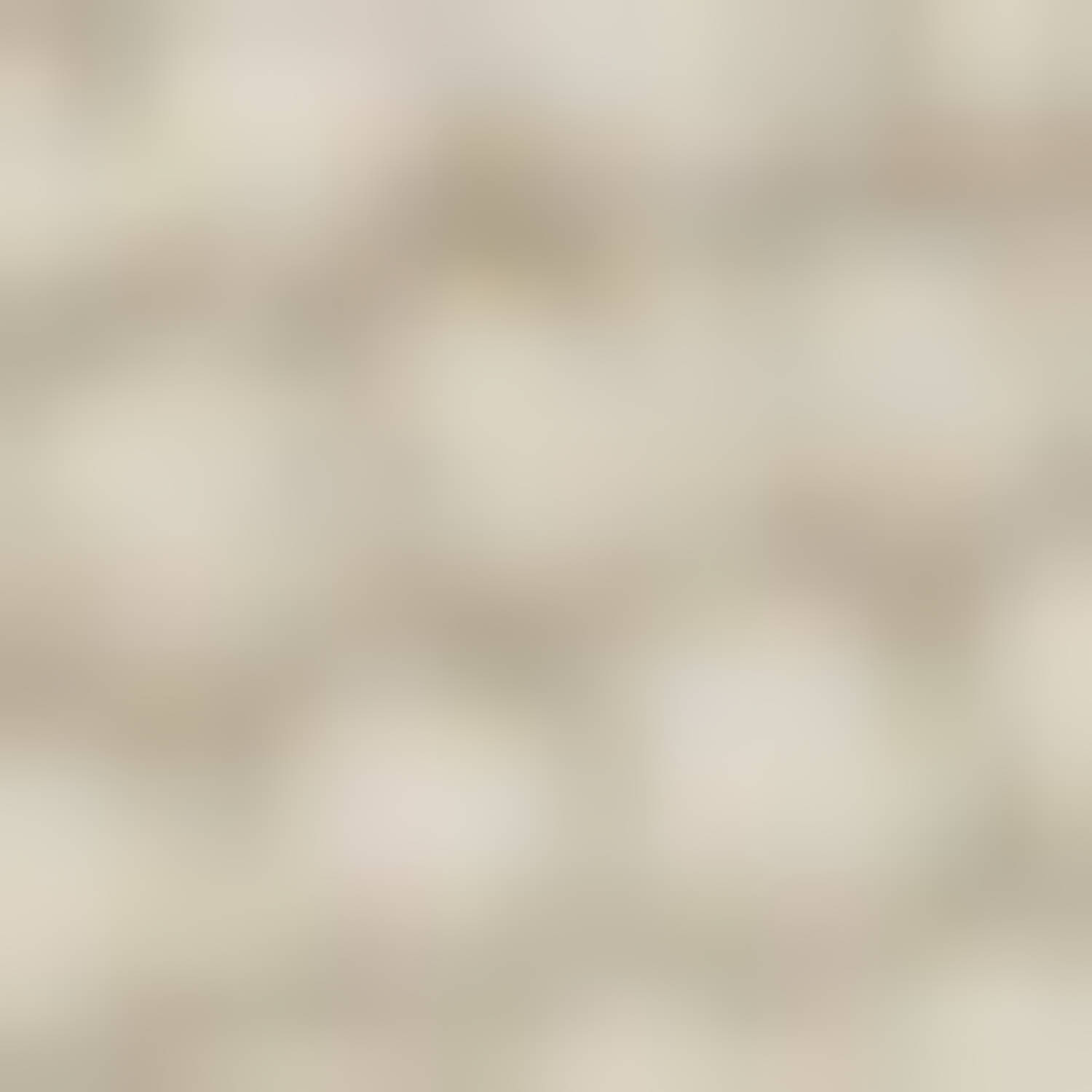 America Today regular chino short beige