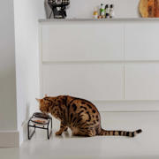thumbnail: District 70 kattenvoerbakstandaard BUTLER - Cat - Black