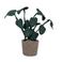 Kidsdepot kunstplant Calathea