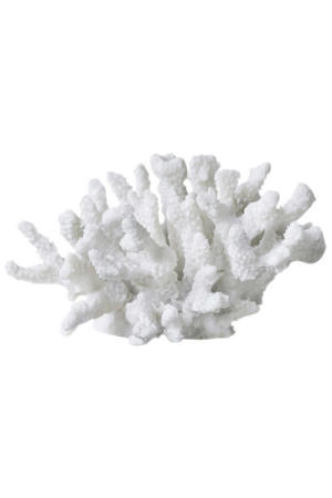 ornament Coral