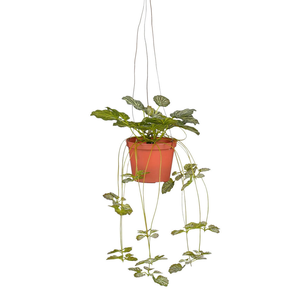 Mica Decorations kunstplant Saxifraga