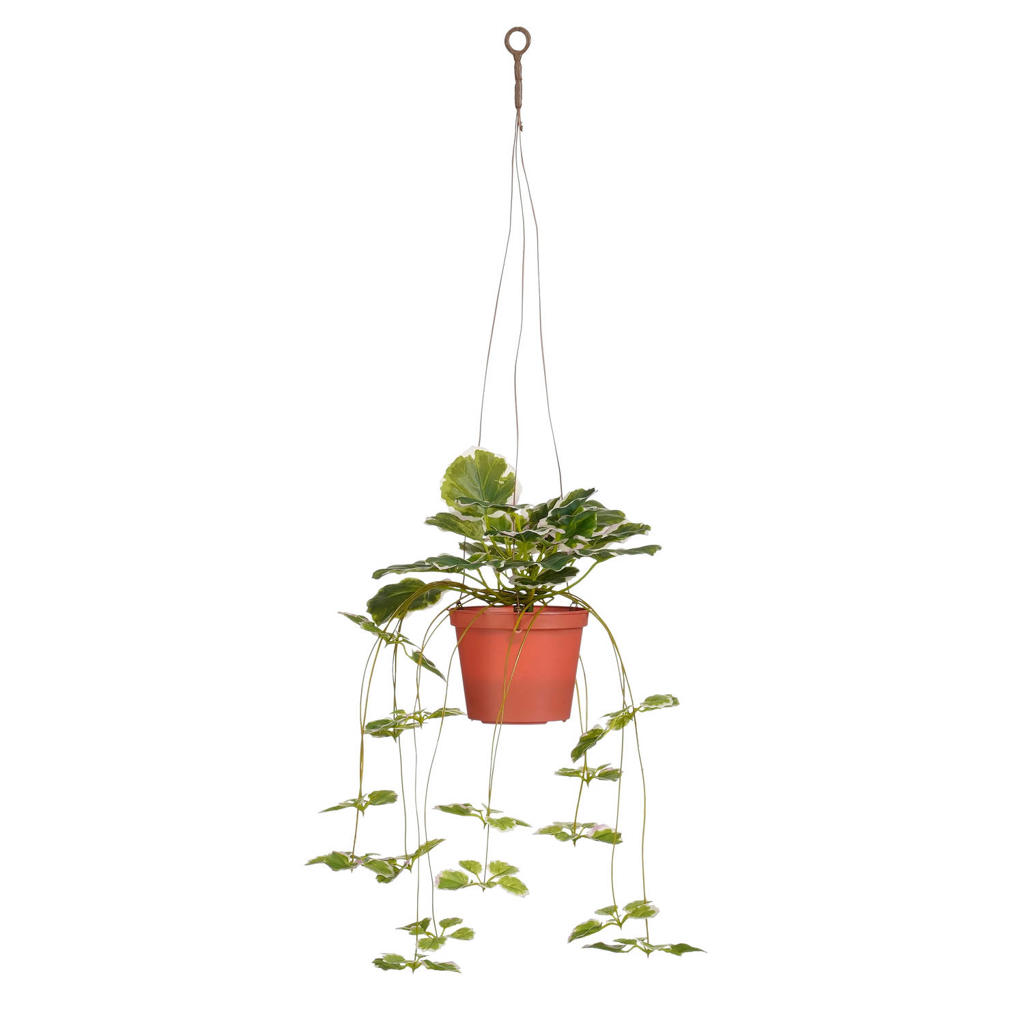 Mica Decorations kunstplant hangend Begonia