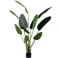WOOOD Strelitzia Kunstplant - Groen - 96x164x63
