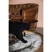 thumbnail: Bold Monkey Bold Monkey Dope As Hell Panter Salontafel Zwart
