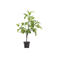 House Doctor kunstplant Fig