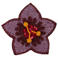 Oilily broche met kraaltjes bordeauxrood