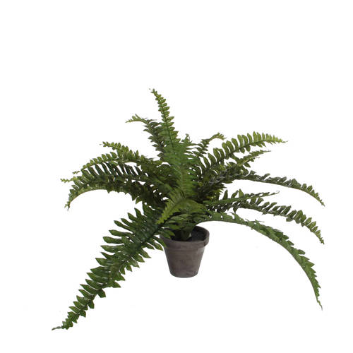 Mica Kunstplant Boston Varen H35 Cm mica kopen in de aanbieding Mica Kunstplant Boston Varen H35 Cm mica kopen in de aanbieding