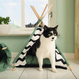 Dieren