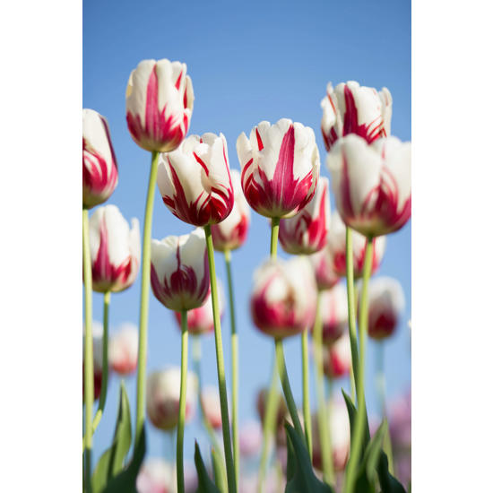 Hoe drinken bloemen?